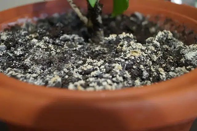 торф, торфяной субстрат, плесень, плесень на торфяном субстрате, как бороться с плесенью на торфе