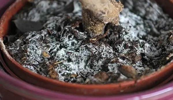 торф, торф'яний субстрат, цвіль, цвіль на торф'яному субстраті, як боротись з цвіллю на торфі