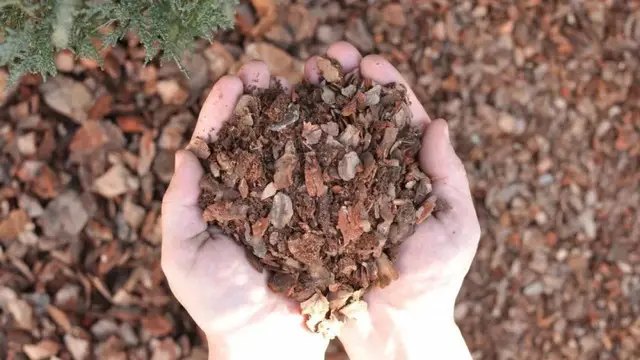 кора, соснова кора, використання соснової кори, як можна використовувати кору в господарстві