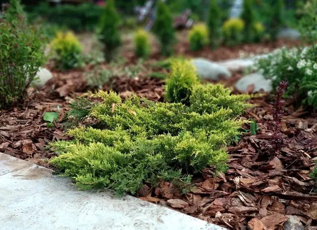 кора, соснова кора, використання соснової кори, як можна використовувати кору в господарстві