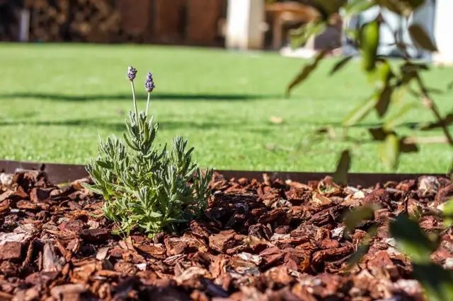 кора, соснова кора, використання соснової кори, як можна використовувати кору в господарстві