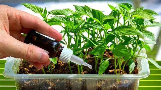 перекис водню, застосування перекису водню, як його можна застосовувати на городі