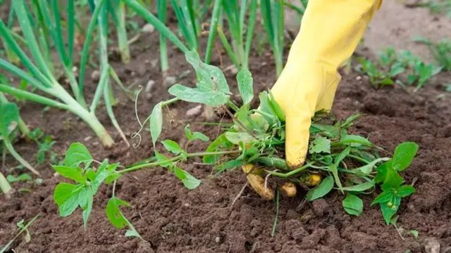 календар, місячний календар, місячний календар садівника, місячний календар городника, місячний календар на травень