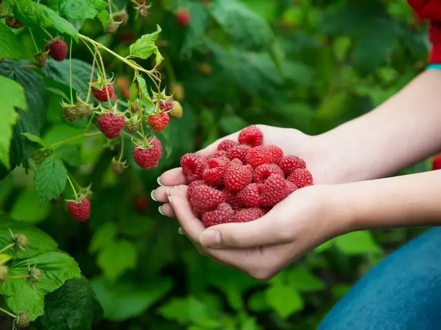 малинове дерево, вирощування малинового дерева, переваги малинового дерева, як виростити малинове дерево, посадка малинового дерева, догляд за малиновим деревом