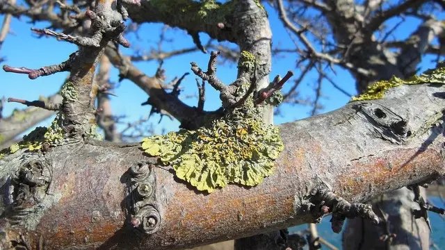 лишайники, лишайники на деревьях, борьба с лишайниками, методы борьбы с лишайниками, эффективные методы борьбы с лишайниками на деревьях