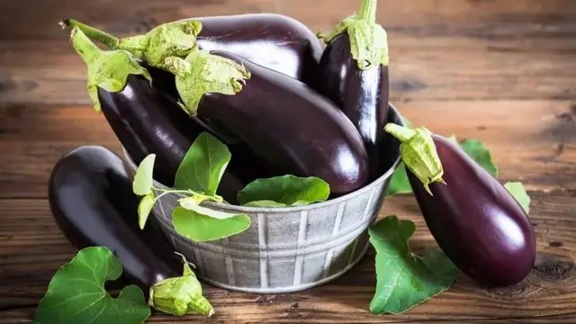 баклажани, вирощування баклажанів, вирощування баклажанів у відрах, посадка розсади баклажанів, догляд за баклажанами