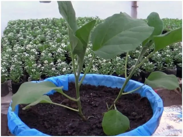 баклажани, вирощування баклажанів, вирощування баклажанів у відрах, посадка розсади баклажанів, догляд за баклажанами