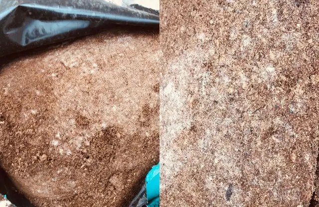 торф, торф'яний субстрат, цвіль, цвіль на торф'яному субстраті, як боротись з цвіллю на торфі