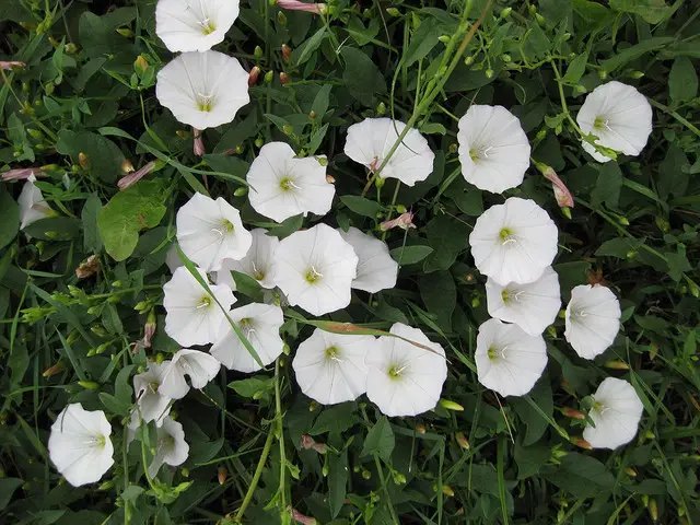 бур'ян, бур'ян берізка, бур'ян берізка на городі, як позбутися бур'яна берізка, засоби проби бур'яну берізка