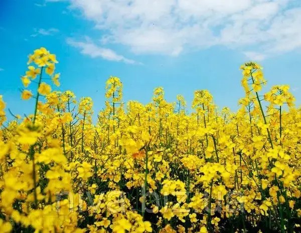 сорняк, сорняк березка, сорняк березка на огороде, как избавиться от бурьяна березка, средства против сорняка березка