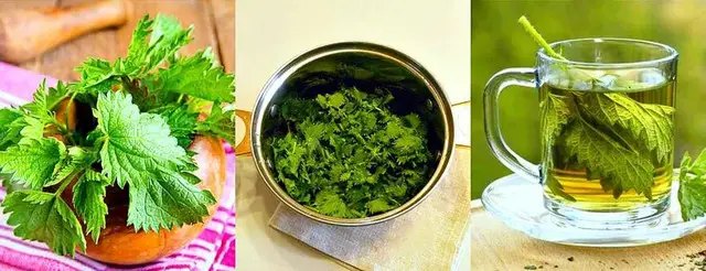 Процес приготування добрива з кропиви кропива, добриво з кропиви, приготування добрива з кропиви, як приготувати добриво з кропиви