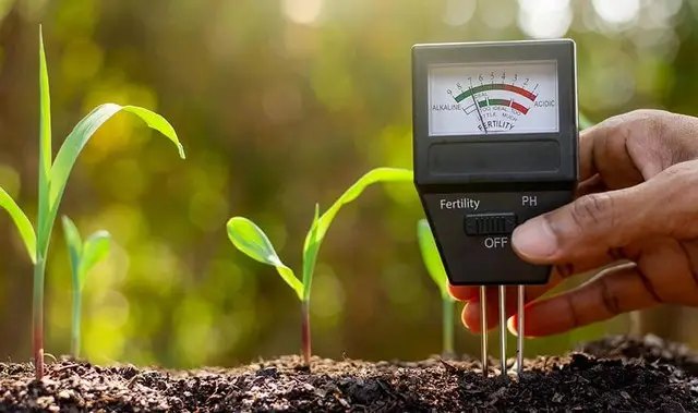 грунт, лужний грунт, ділянка з лужним грунтом, що посадити на ділянці з лужним грунтом, які рослини можуть рости на ділянці з лужним грунтом