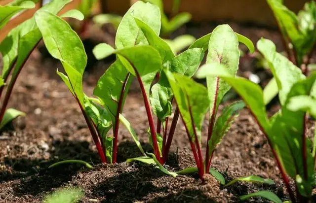 грунт, лужний грунт, ділянка з лужним грунтом, що посадити на ділянці з лужним грунтом, які рослини можуть рости на ділянці з лужним грунтом