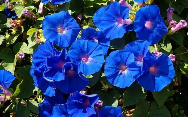 грунт, лужний грунт, ділянка з лужним грунтом, що посадити на ділянці з лужним грунтом, які рослини можуть рости на ділянці з лужним грунтом