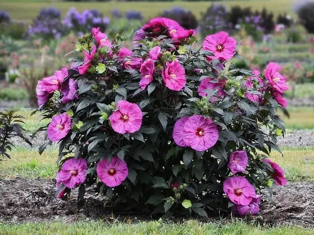 Коли та де найкраще садити гібіскус? гібіскус, вирощування гібіскусу, посадка гібіскуса, місце для посадки гібіскусу, догляд за гібіскусом, полив гібіскусу, підживлення гібіскусу, посадка та догляд за гібіскусом