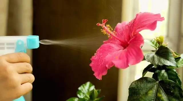 Полив потрібно здійснювати регулярно та уникати пересушування грунту. гібіскус, вирощування гібіскусу, посадка гібіскуса, місце для посадки гібіскусу, догляд за гібіскусом, полив гібіскусу, підживлення гібіскусу, посадка та догляд за гібіскусом