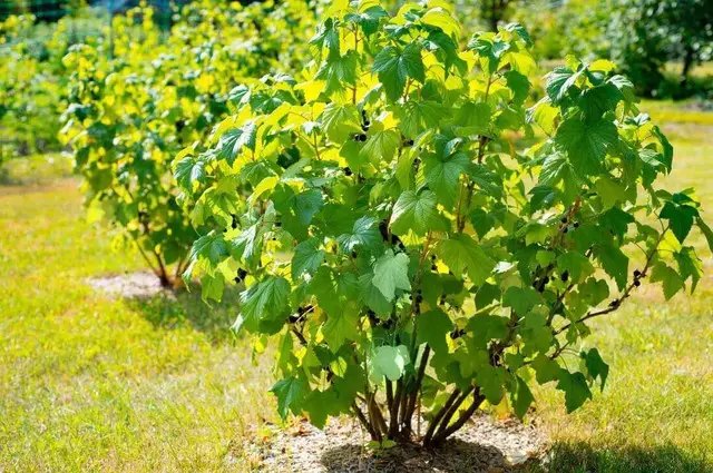 смородина, выращивание смородины, ягоды смородины, крупные и вкусные ягоды смородины, как получить щедрый урожай смородины