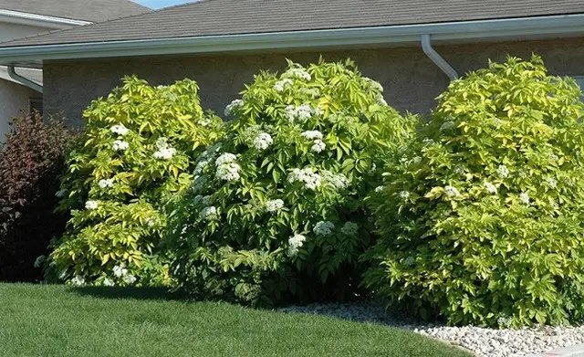 бузина, вирощування бузини, особливості вирощування бузини, нюанси вирощування бузини, посадка та догляд за бузиною