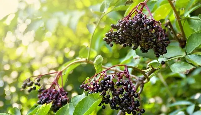 Особливості вирощування бузини, посадка та догляд бузина, вирощування бузини, особливості вирощування бузини, нюанси вирощування бузини, посадка та догляд за бузиною