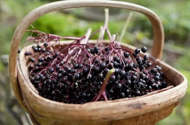 бузина, выращивание бузины, особенности выращивания бузины, нюансы выращивания бузины, посадка и уход за бузиной