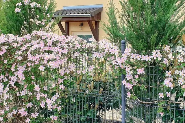 клематис, паркан з клематисів, квітучий паркан із клематисів, як організувати квітучий паркан із клематисів