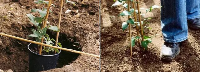 клематис, паркан з клематисів, квітучий паркан із клематисів, як організувати квітучий паркан із клематисів