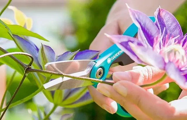 клематис, паркан з клематисів, квітучий паркан із клематисів, як організувати квітучий паркан із клематисів