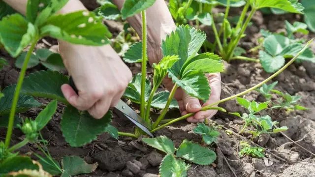 В этот день можно заняться удалением усов у клубники. лунный календарь, лунный календарь садовода, лунный календарь огородника, лунный календарь на июль 2024 года