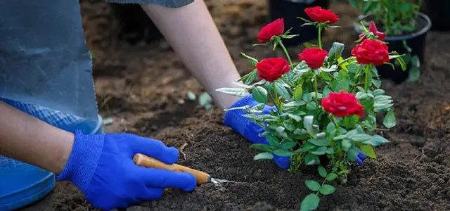 місячний календар, місячний календар садівника, місячний календар городника, місячний календар на липень 2024 року