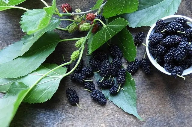 Листя шовковиці можна вживати у їжу, наприклад, готувати чай. шовковиця, вирощування шовковиці, посадка шовковиці, плюси шовковиці, чи варто посадити шовковицю у себе на ділянці