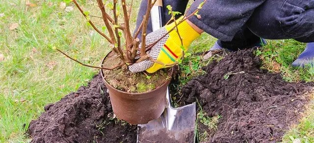 ірга, вирощування ірги, посадка ірги, користь ягід ірги, чим корисні ягоди ірги для здоров'я