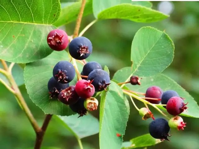 ірга, вирощування ірги, посадка ірги, користь ягід ірги, чим корисні ягоди ірги для здоров'я