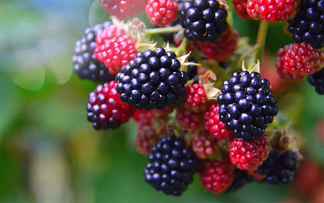 ожина, вирощування ожини, посадка ожини, догляд за ожиною, урожай ожини, як отримати гарний урожай ожини, корисні поради