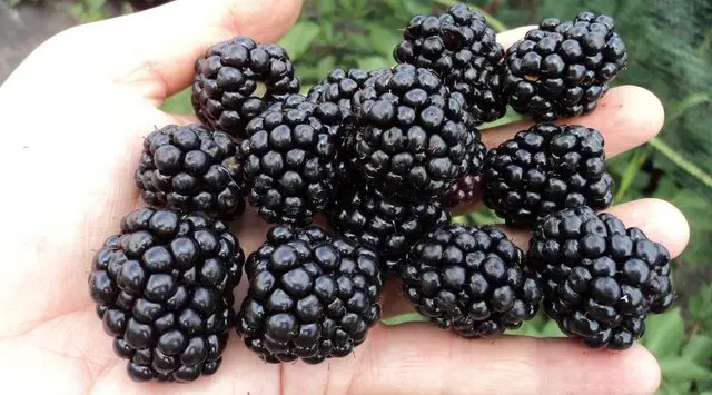 ожина, вирощування ожини, посадка ожини, догляд за ожиною, урожай ожини, як отримати гарний урожай ожини, корисні поради