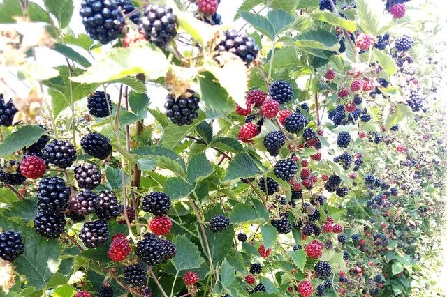 ожина, вирощування ожини. посадка ожини, догляд за ожиною, урожай ожини, ягоди ожини, чому ягоди ожини не солодкі, що робити, якщо ягоди ожини не солодкі