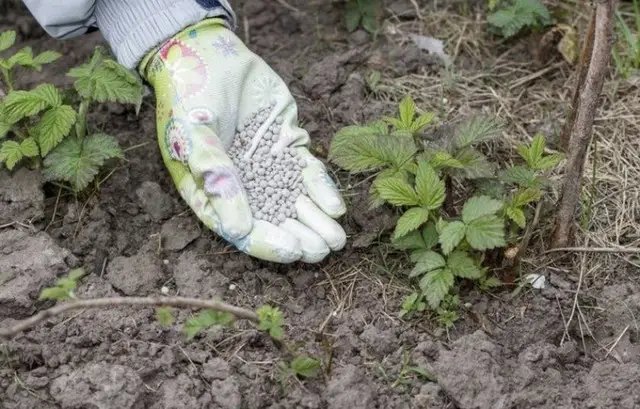ожина, вирощування ожини. посадка ожини, догляд за ожиною, урожай ожини, ягоди ожини, чому ягоди ожини не солодкі, що робити, якщо ягоди ожини не солодкі