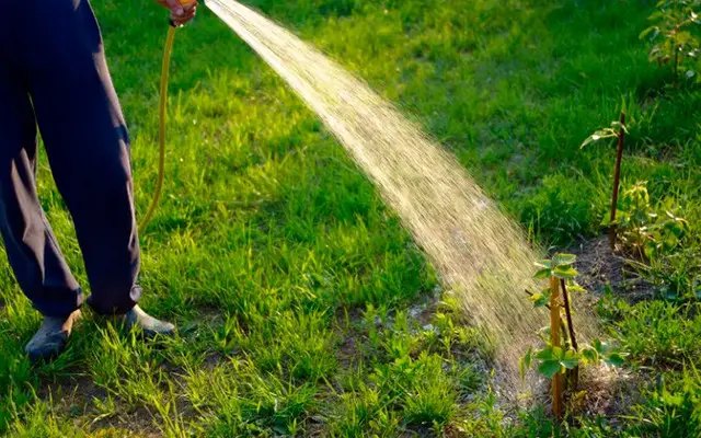 ожина, вирощування ожини. посадка ожини, догляд за ожиною, урожай ожини, ягоди ожини, чому ягоди ожини не солодкі, що робити, якщо ягоди ожини не солодкі