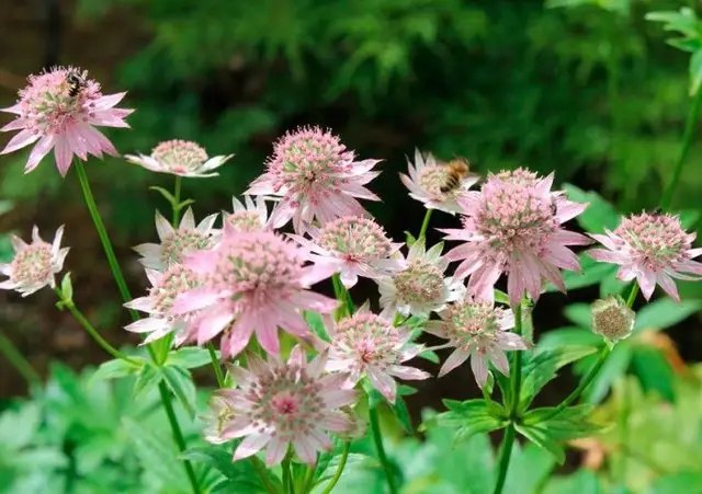 цветы, многолетние цветы, многолетники, выращивание многолетников, самые яркие многолетники, неординарные многолетники