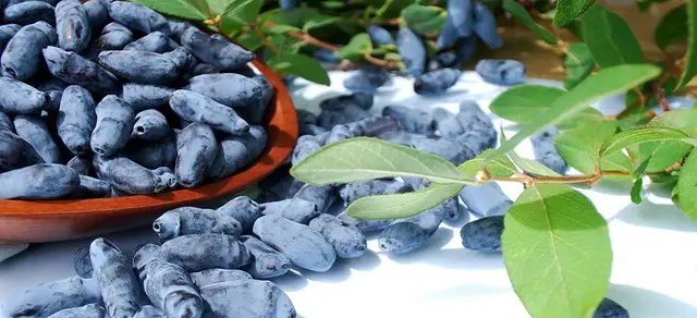 жимолость, жимолость їстівна, вирощування жимолості, посадка жимолості, вибір сорта жимолості їстівної, догляд за жимолостю