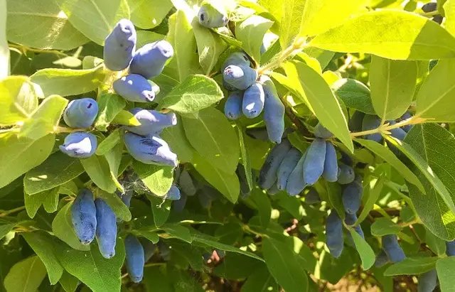 жимолость, жимолость їстівна, вирощування жимолості, посадка жимолості, вибір сорта жимолості їстівної, догляд за жимолостю