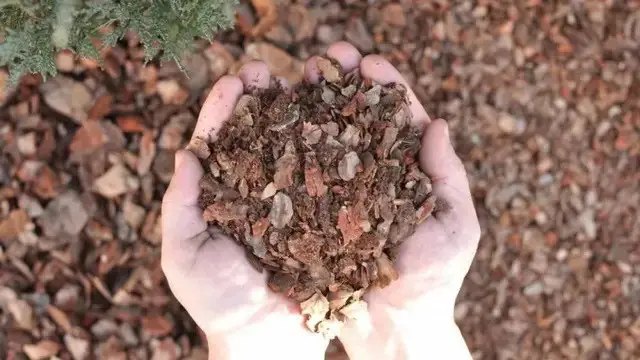 соснова кора, використання соснової кори, використання соснової кори у ландшафтному дизайні