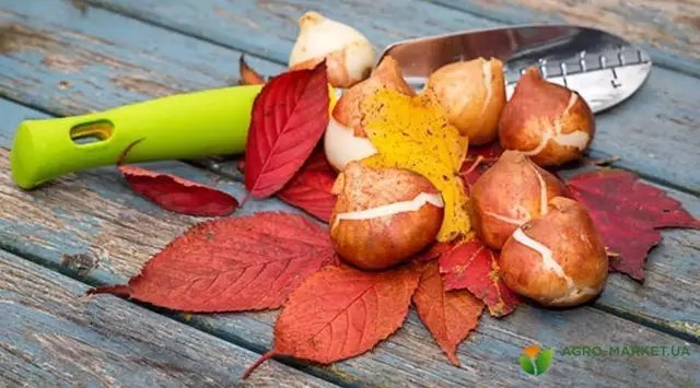 календар, місячний календар, місячний календар садівника, місячний календар городника, місячний календар на серпень 2024 року