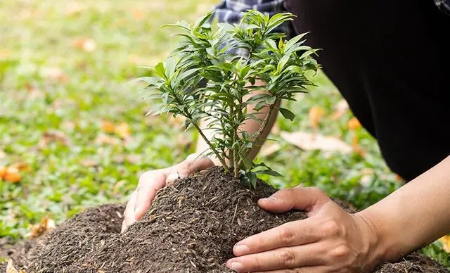 календар, місячний календар, місячний календар садівника, місячний календар городника, місячний календар на серпень 2024 року