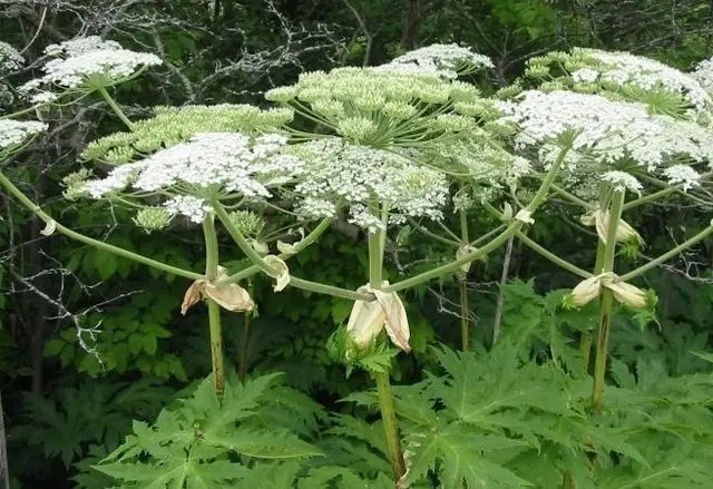 небезпечні рослини, борщівник, як боротися з борщівником, основні методи боротьби з борщівником