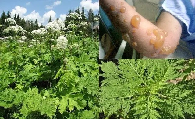 небезпечні рослини, борщівник, як боротися з борщівником, основні методи боротьби з борщівником