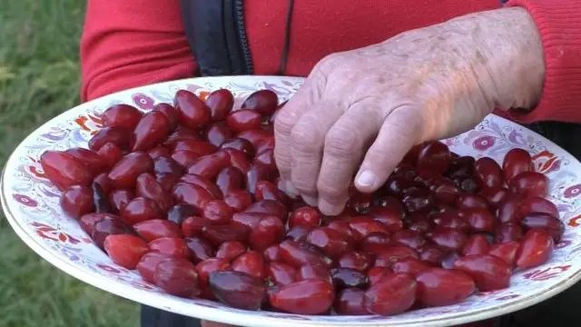 кизил, вирощування кизилу, корисні властивості кизилу, користь ягід кизилу, вплив кизилу на організм людини