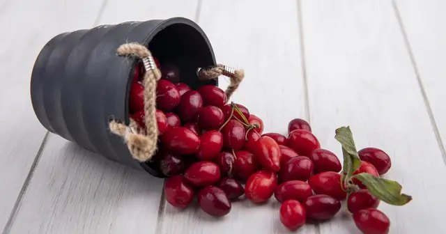 кизил, вирощування кизилу, корисні властивості кизилу, користь ягід кизилу, вплив кизилу на організм людини