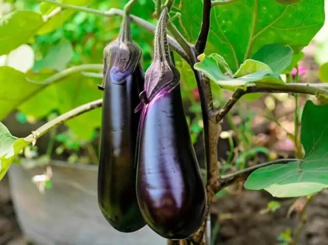 баклажани, вирощування баклажанів, хвороби баклажанів, засоби боротьби з хворобами баклажанів, які хвороби загрожують баклажанам