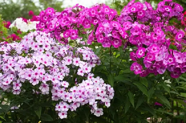 квіти, вирощування квітів, вирощування квітів у саду, посадка квітів, догляд за квітами, які квіти цвітуть у серпні