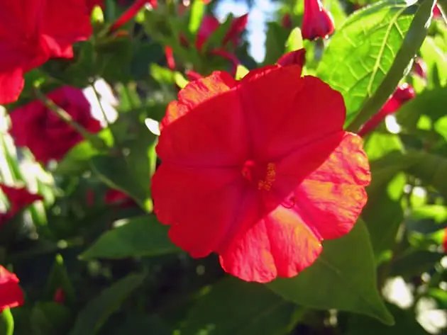 квіти, вирощування квітів, вирощування квітів у саду, посадка квітів, догляд за квітами, які квіти цвітуть у серпні